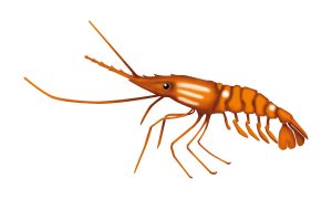 Spot Prawn
