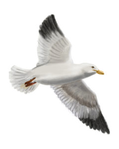 Seagull